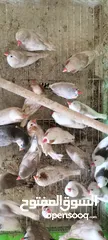  6 20 جوز فنقز و10 حبات كنار