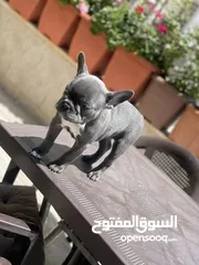  1 فرينش بولدوج