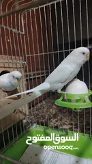  1 طيور حب البينو عين حمرا للبيع التواصل خاص الله يبارك لا صاحب النصيب...............................