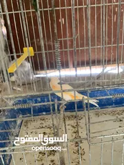  9 جوز كنار للبيع