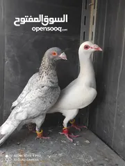  10 جواز حمام للبيع