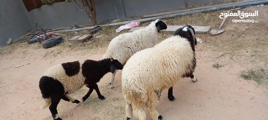  4 خروف صغير للبيع