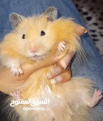 4 هامستر سوري للبيع