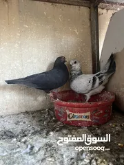  5 جووواز بسعر حرق..................................................:::::::::::