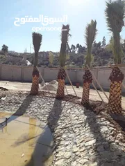  4 مشاتل المملكة الزراعية لتنسيق الحدائق