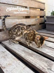  3 Bengal cat