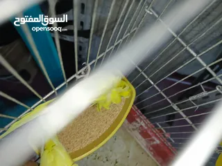  5 جوز حب هوجو رومو لاتينو  وردات فل شغال للبيع او للبدل علا جوز كنار .. اقرأ الوصف .. للبيع بدون قفص