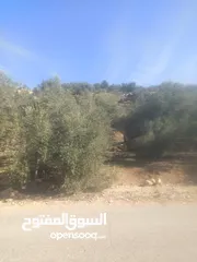  14 ارض زراعيه في بلعا دير الغصون