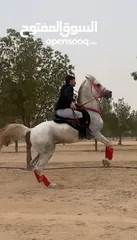  1 حصان مصري بيور