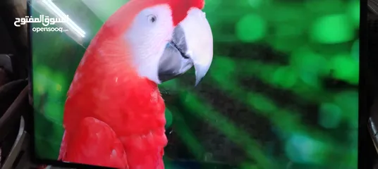  3 شاشه جي جارد 50 سمارت