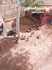  3 بط للبيع بسعر مناسب