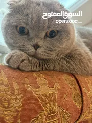  2 قط للبيع cat for sale Scottish fold