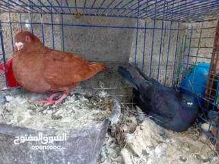  17 متوفر جواز وحمام كش للبيع