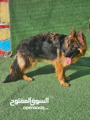  4 تدريب كلاب مقابل الحصه training dogs center
