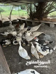  3 بط مصري للبيع