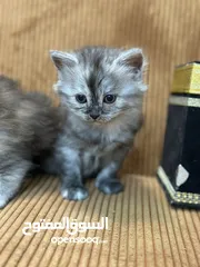  4 5 قطط هملايا للبيع – نابلس