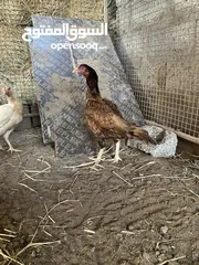  2 للبيع طيور دجاج وديكه