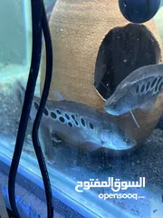  20 سمك زينه مفترس