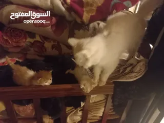  3 قطط للتبني