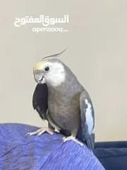  3 ببغاء اليف كوكتيل وايت فيس