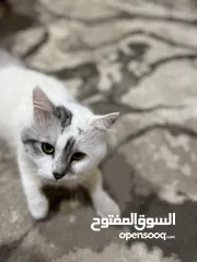  3 بزون ذكر روسي للبيع عمرة سنتين كامل