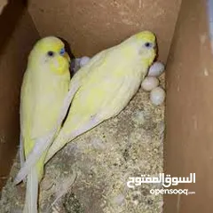  2 طيور حب بادجي زيبرا