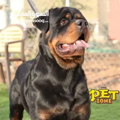  14 احجز لاقامه كلبك وراحته