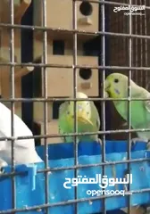  14 يرقات دود القبابي حي ميلوورم mealworm غذاء ممتاز بروتين حيواني لا يسبب التشحيم للطيور والاسمام