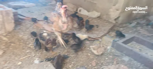  21 جاجه يهوديه معها 25 صوص بلدي