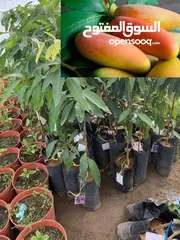  11 جميع انواع الشجارالمثمره ولزينه