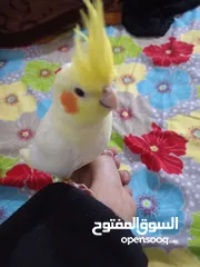  4 كوكتيل ربه الوصف مهم