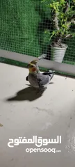  1 كوكتيل اللبيع اوبدل