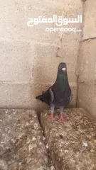  9 كوم حمام للبيع العدد 12 طير