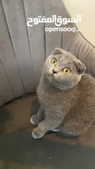  3 سكوتش فولد كتن بيور جميلة scottish fold kitten