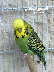  2 جوزيت انقليزيات و طيرة