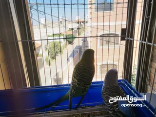  3 عصافير للبيع