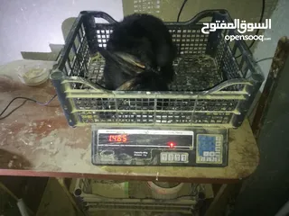  3 أرانب بابيون سلالة صافيه 100%ألوان ساده للبيع