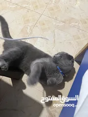  12 قط Scottish Fold للبيع بسعر مميز