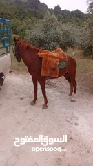  4 حصان للبيع في السلط