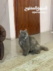  7 Persian cat