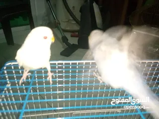  5 طيور حب للبيع جوز