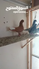  1 بسم الله ما شاءالله حبات نخب طواير وفحول ومخليف