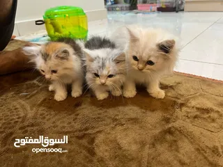  13 قطط للبيع مختلفه cat for sale  لدي مجموعه قطط 6 للبيع