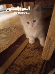 8 قطط للبيع  سكوتش فولد