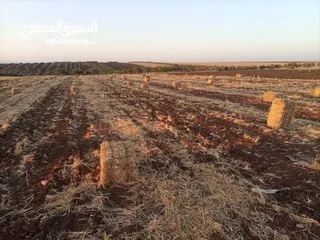  2 بالات تبن قمح للبيع