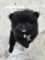  5 Mini Pomeranian Male puppy