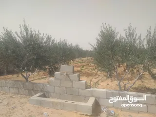  20 استراحه نص تشطيب في غريان بالقرب من محله المتانين  يوجد بها 63  شجرة زيتون