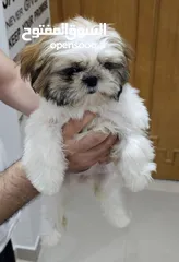  1 Adorable 6-Month-Old Female Shih Tzu Puppy