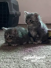  2 قط انثى شانشيلا للبيع بسعر مغري