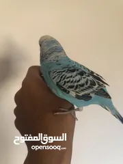  8 ثلاث عصافير حب اليفات جدا وصوت جميل بألوان جميلة مع قفص واسع